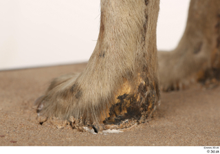 Striped Hyena Hyaena hyaena foot 0015.jpg